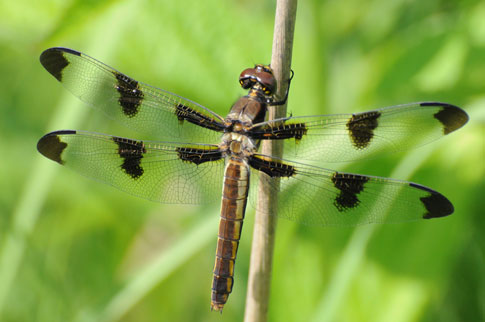 Dragonfly