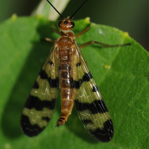 pictures of insects. Illinois Insect – Scorpionfly
