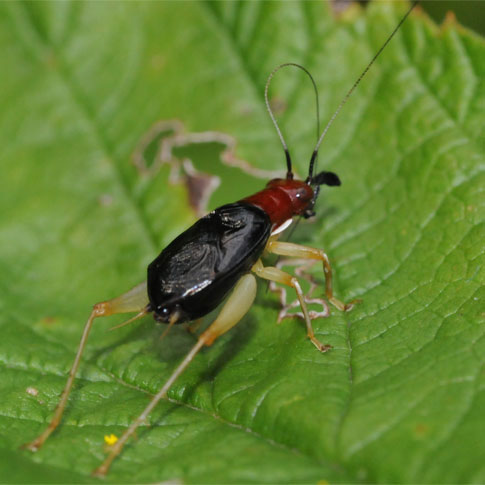 Red-headed bush cricket