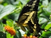 giantswallowtail