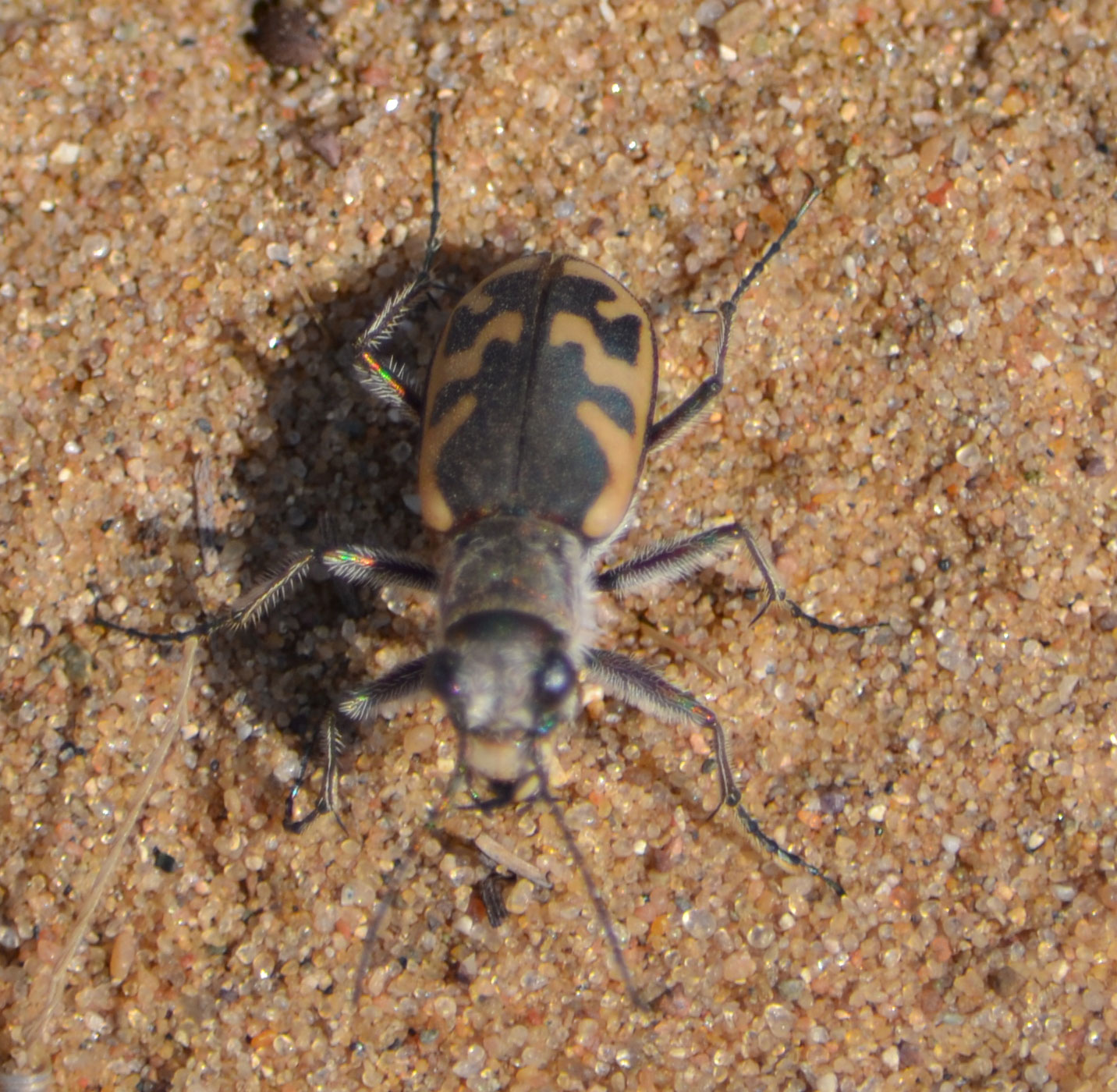 Beetle1