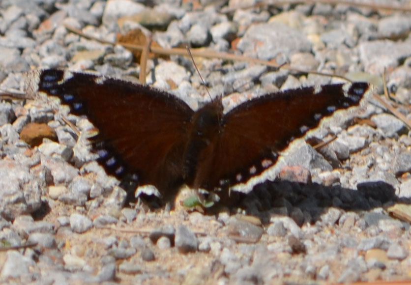 Butterfly6