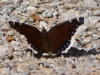 Butterfly5