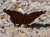 Butterfly6
