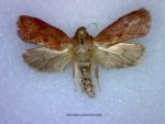 Acrolophus plumifrontella