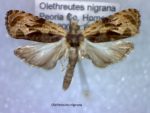 Olethreutes nigrana
