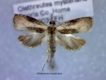 Olethreutes mysteriana