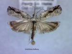 Gretchena bolliana