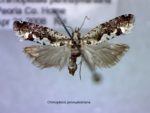 Chimoptesis pennsylvaniana