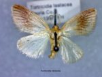 Tortricidia testacea