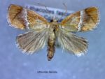 Lithacodes fasciola
