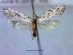 Nemapogon acapnopennella