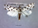 Eustixia pupula
