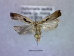 Dochomeris laetitia