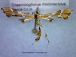 Cnaemidophorus rhododactylus