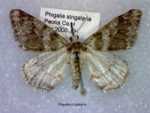 Phigalia strigataria