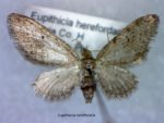 Eupithecia herefordaria