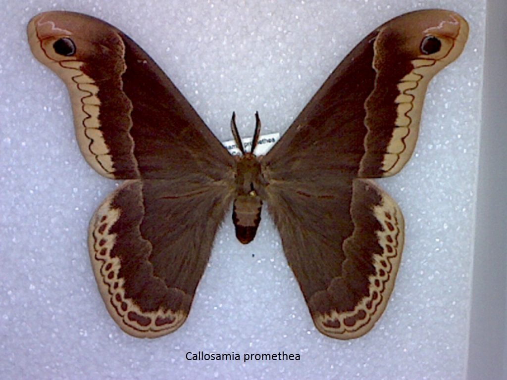 Callosamia promethea
