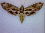Eumorpha pandorus