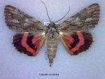 Catocala coccinata