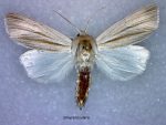 Simyra insularis