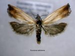 Eucosma radiatana