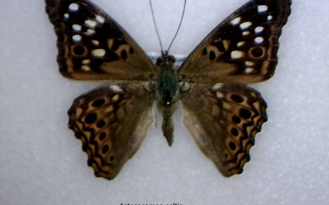 Insect of the week (July 14, 2025)