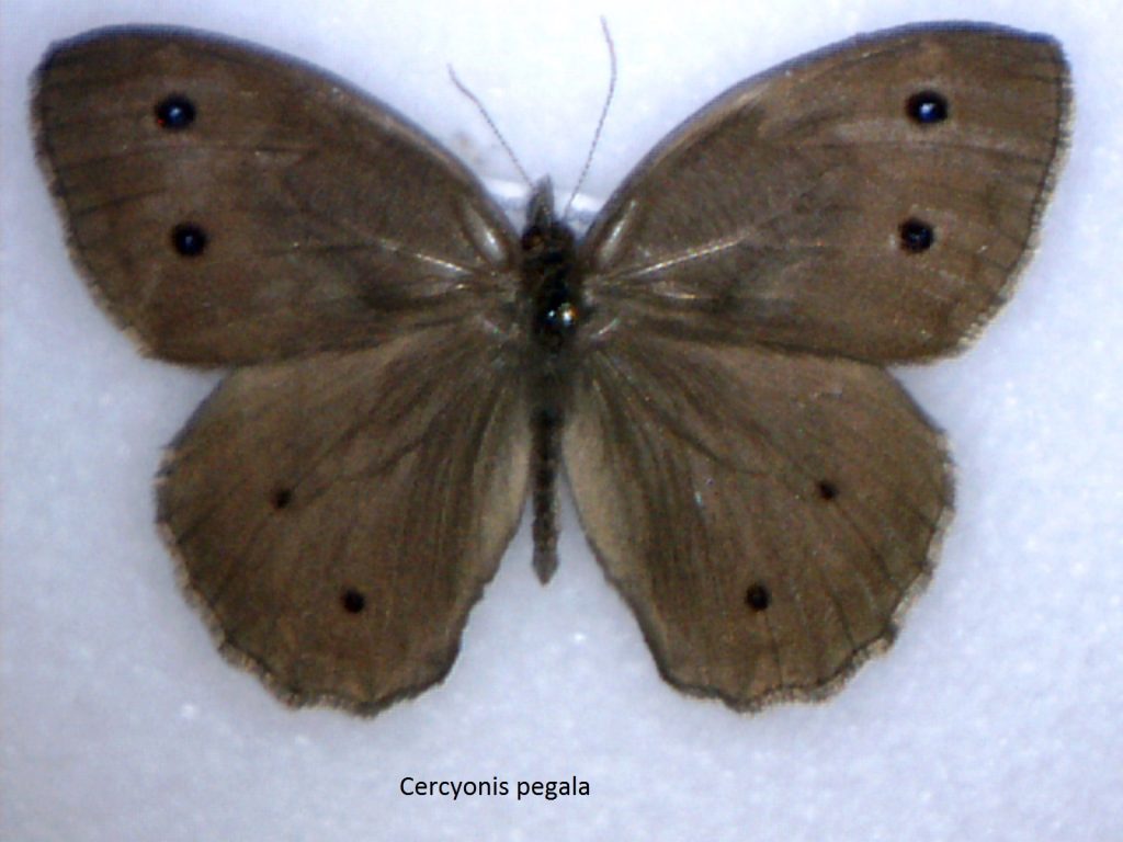 Cercyonis pegala