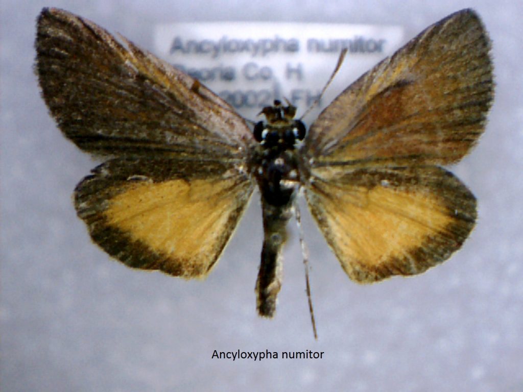 Ancyloxypha numitor