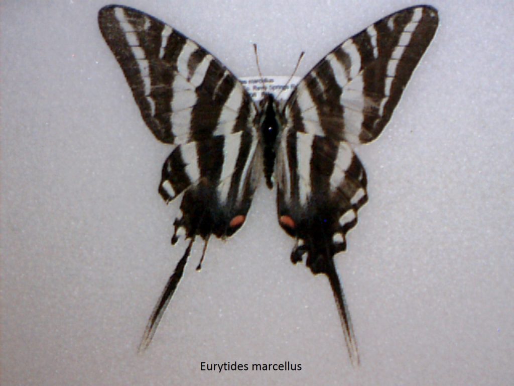 Eurytides marcellus