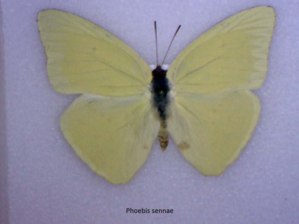 Phoebis sennae