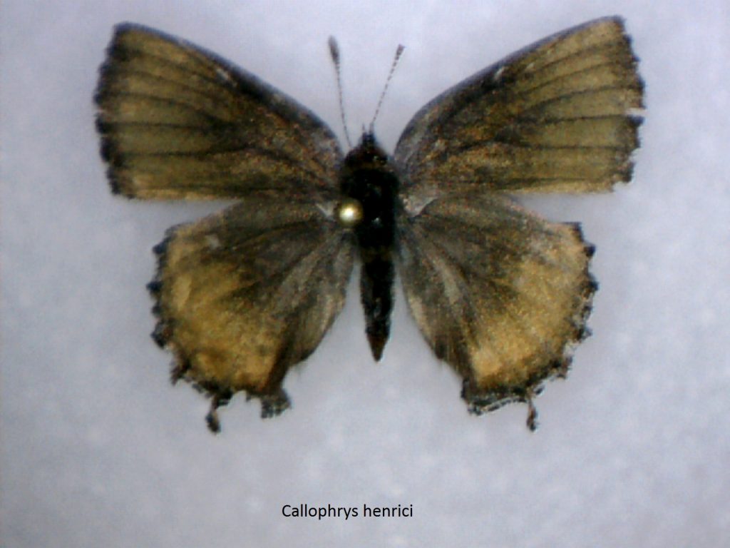 Callophrys henrici