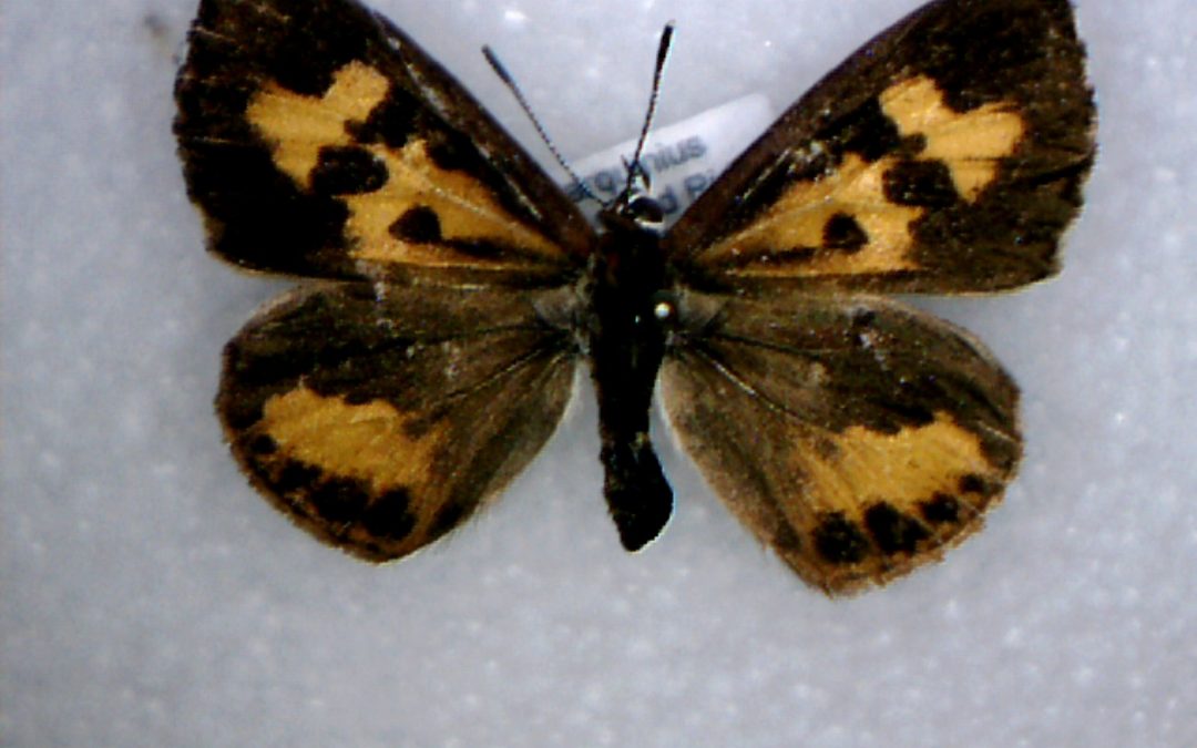 Insect of the week (May 5, 2025)