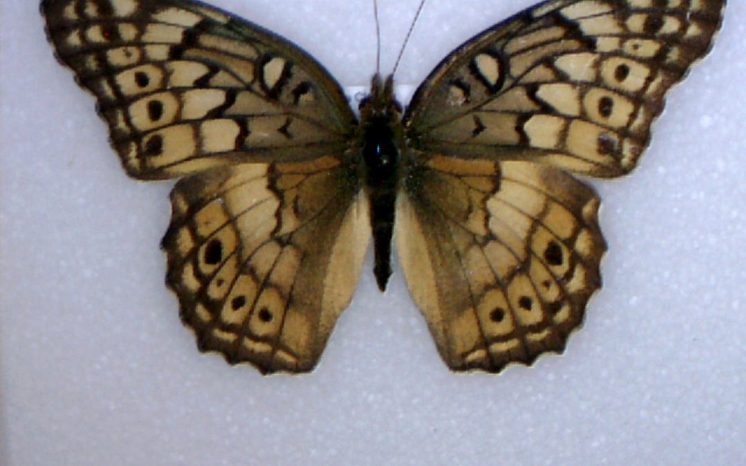 Euptoieta claudia