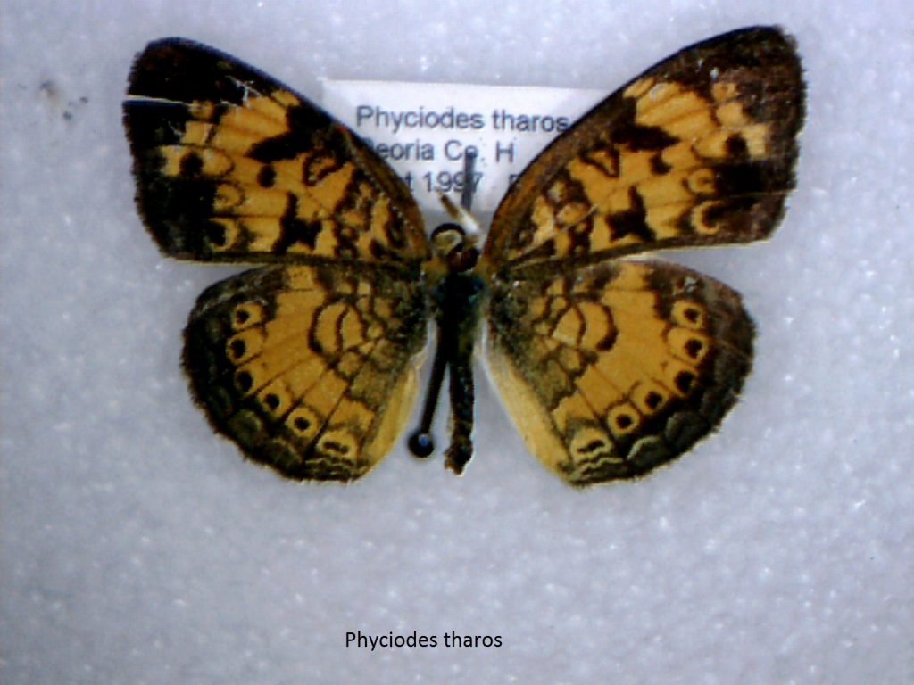 Phyciodes tharos