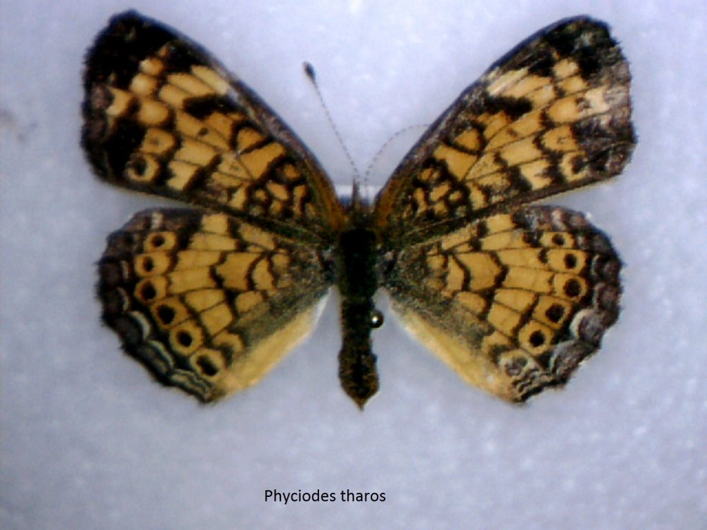 Phyciodes tharos
