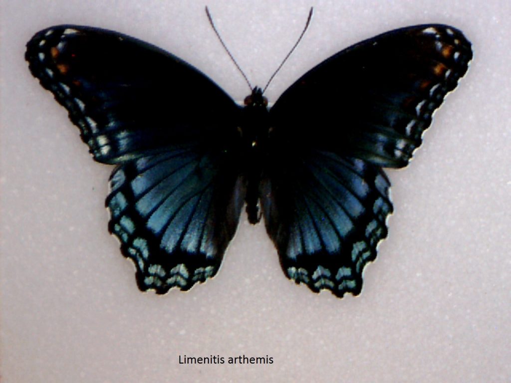 Limenitis arthemis