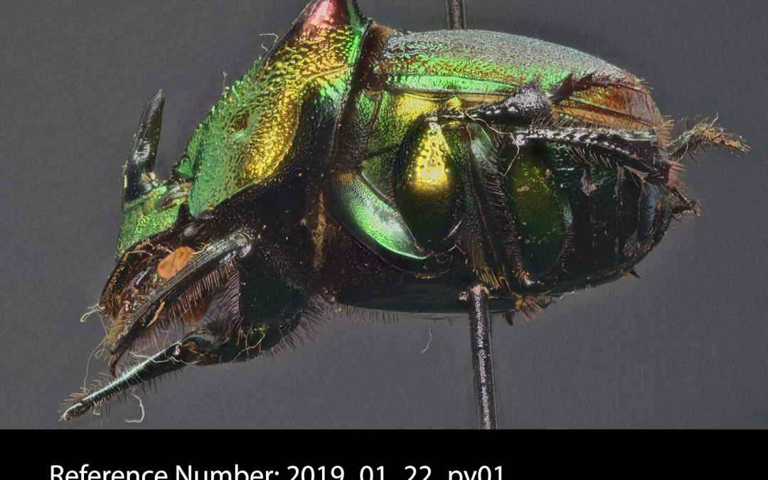 Phanaeus vindex lateral view