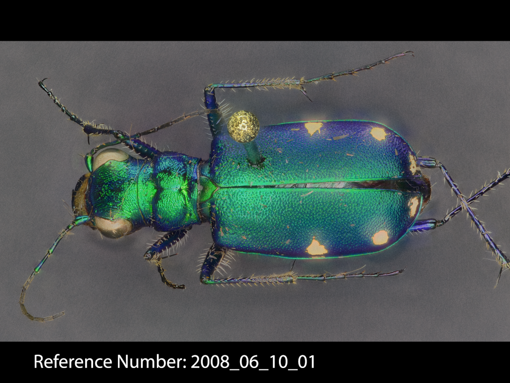 Cicindela sexguttata dorsal view