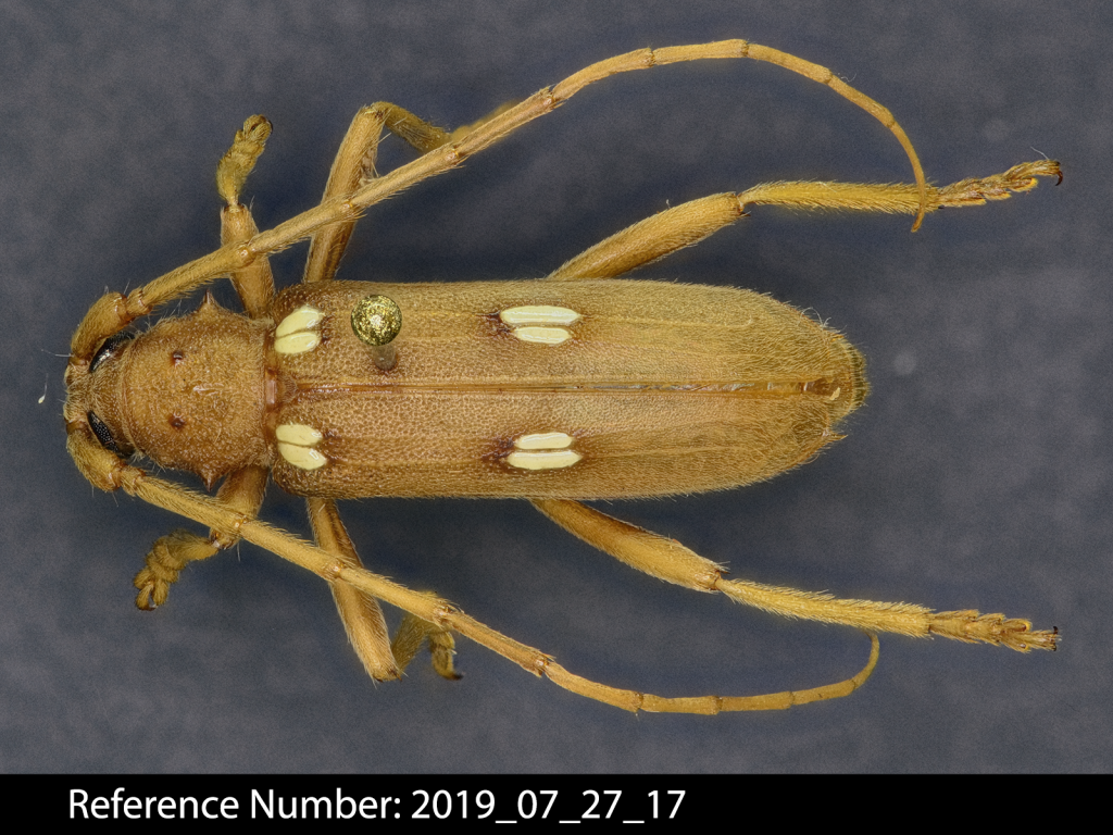 Eburia quadrigeminata dorsal view