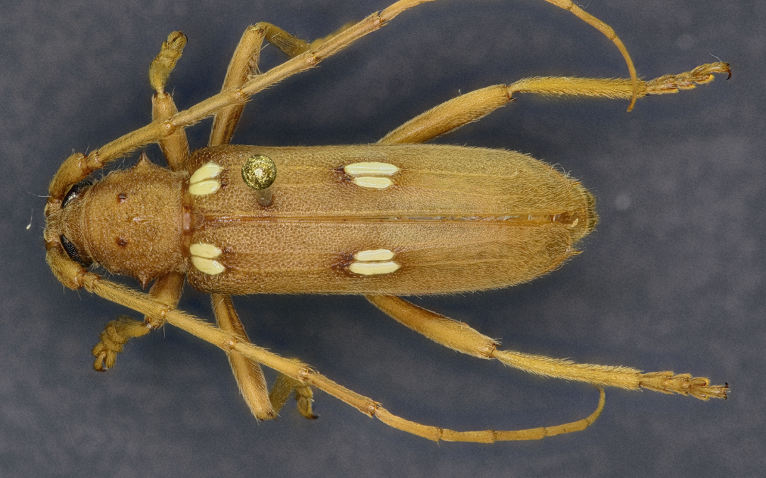 Eburia quadrigeminata dorsal view