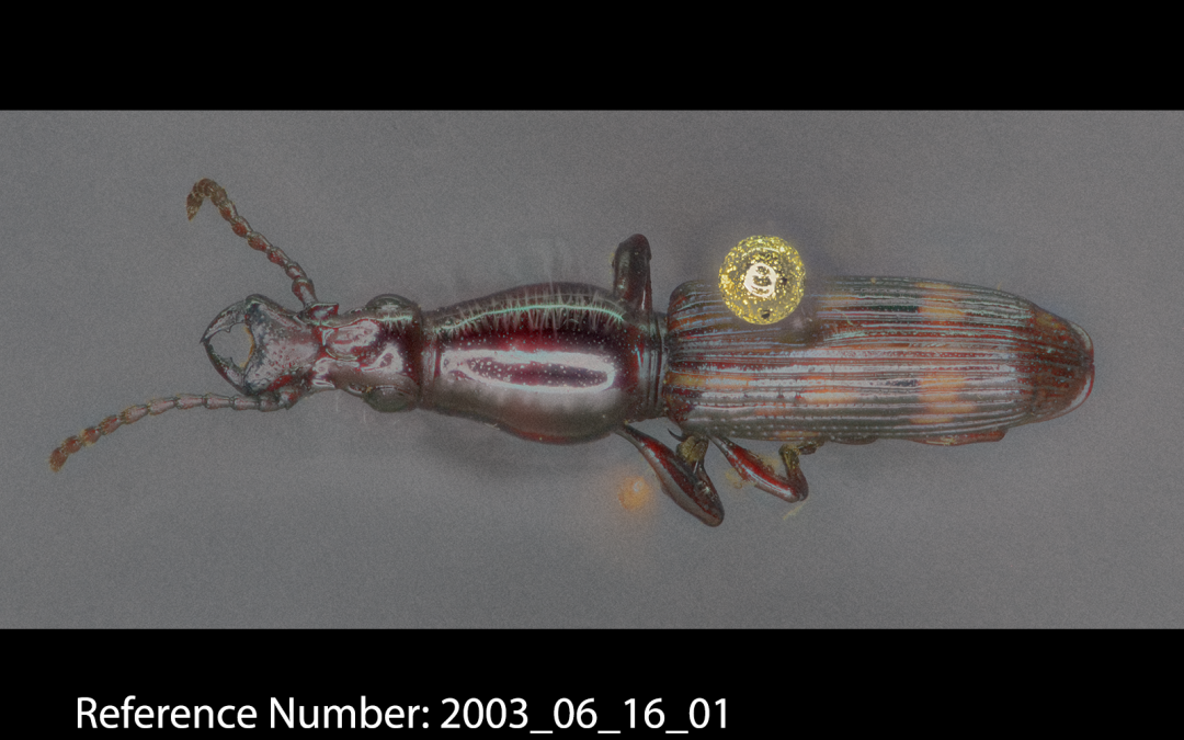 Insect of the week (September 23, 2024)