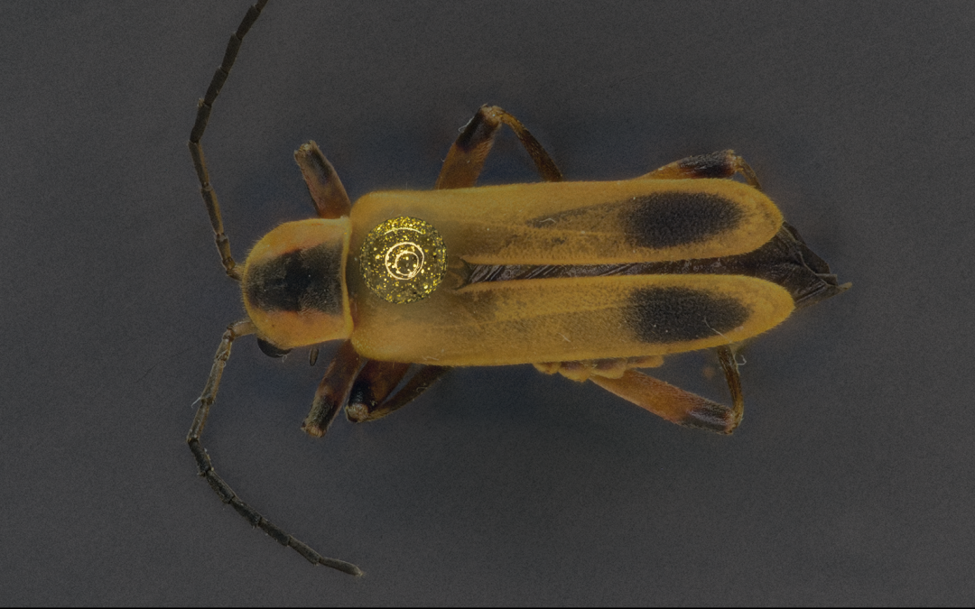 Chauliognathus pensylvanicus dorsal view