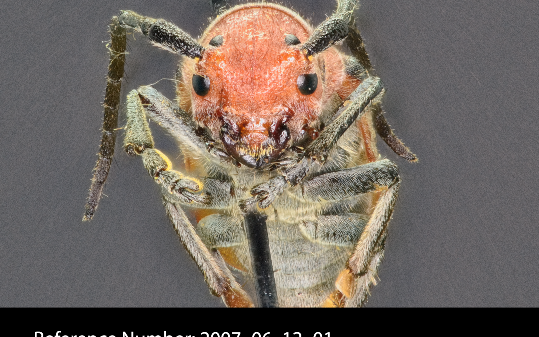 Tetraopes tetrophthalmus frontal view