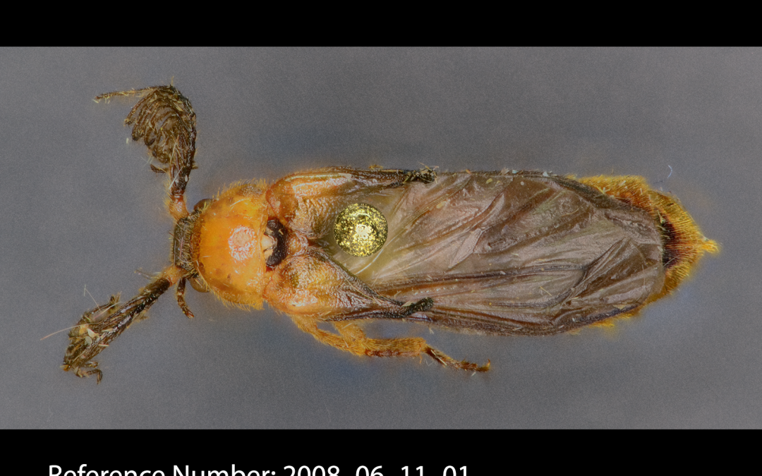 Phengodes fusciceps dorsal view