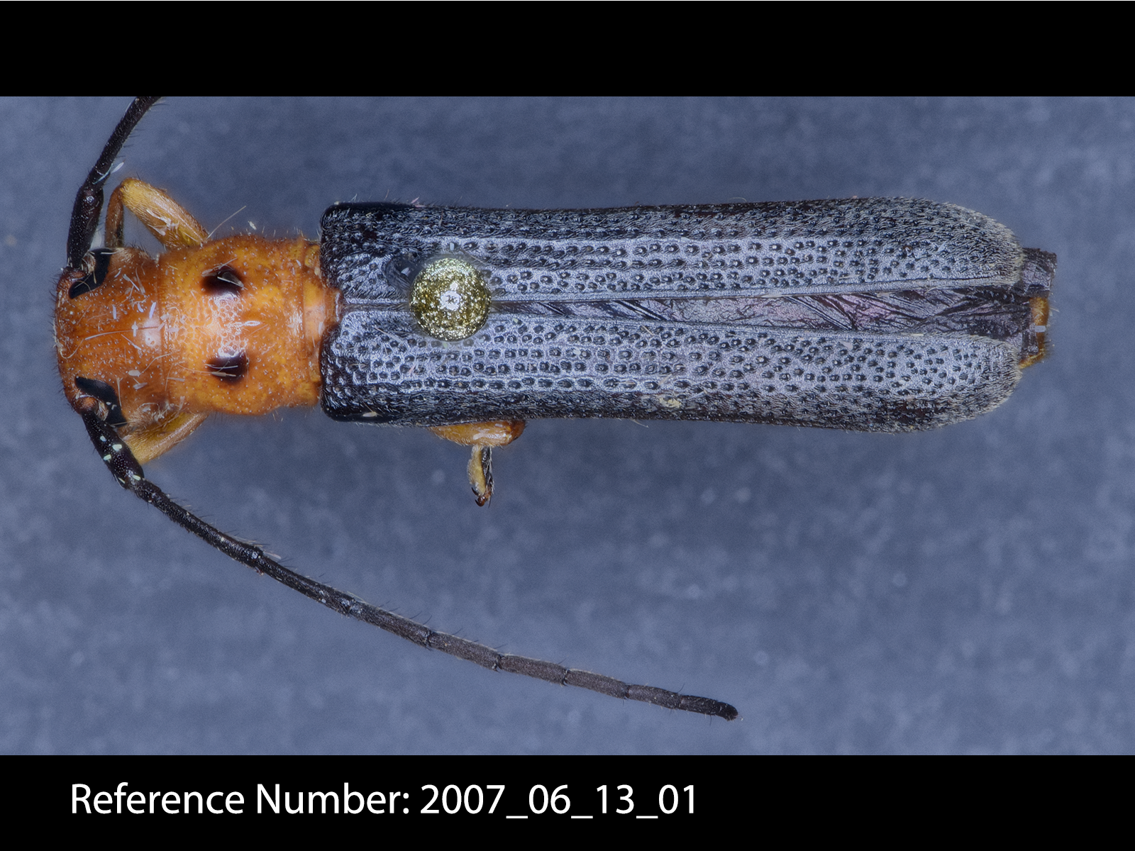 Oberea ocellata beetle dorsal view