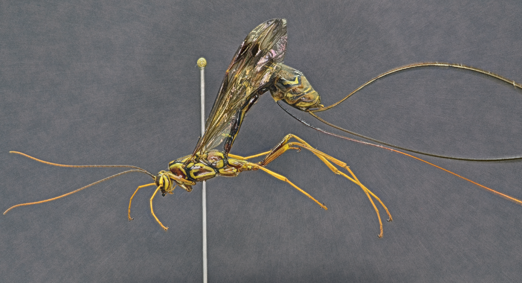 Adult female of Megarhyssa macrurus
(Linnaeus, 1771) (pinned specimen).