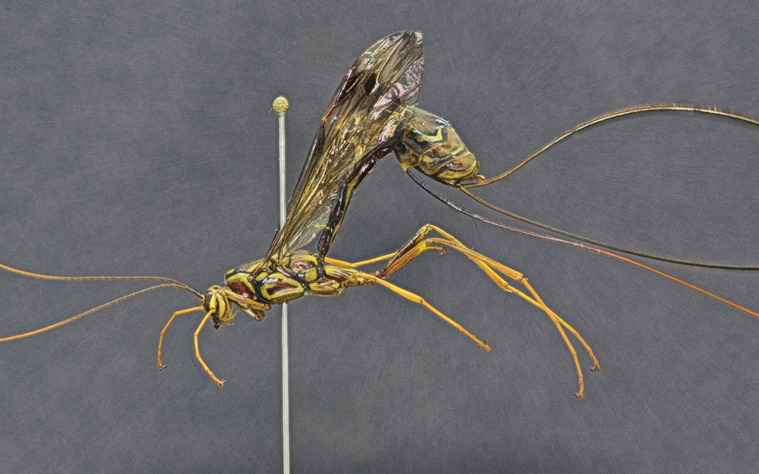 Insect of the week (August 5, 2024)