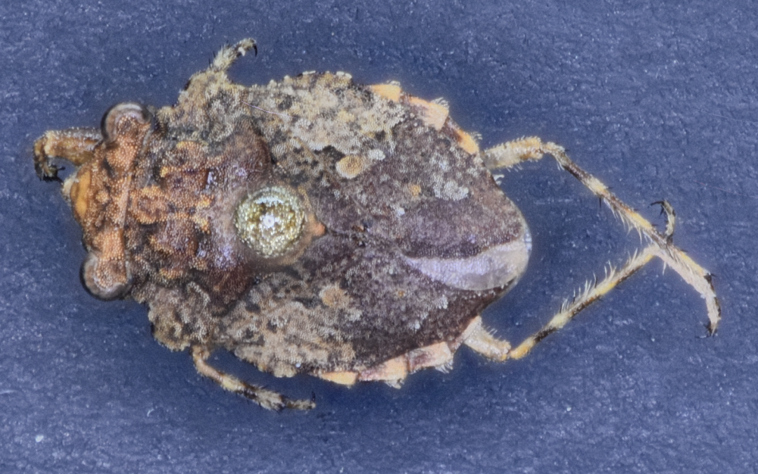 Dorsal view of the toad bug - Gelastocoris oculatus. It does resemble a small toad.