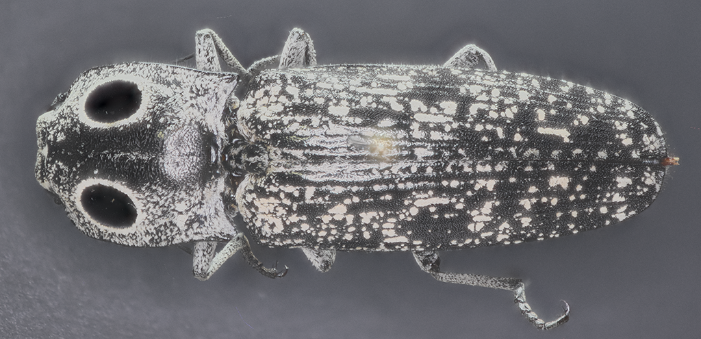 Eyed Elater beetle in dorsal view